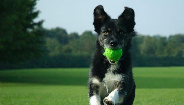 Dresaj Canin