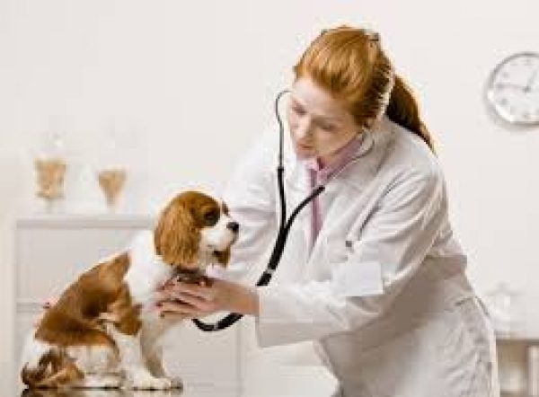 Veterinarul