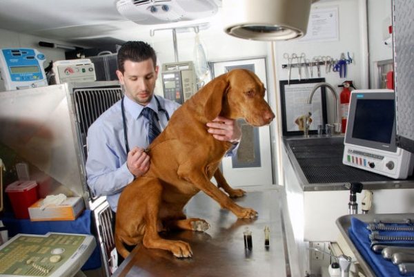 Portal de promovare Cabinete Veterinare