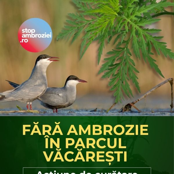 Ambrozia trebuie smulsă acum: apel la voluntari pentru acțiune de curățare în Parcul Natural Văcărești 