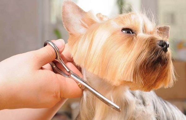 Portal de promovare Saloane si Frizerii Canine