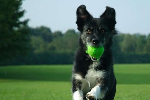 Dresaj Canin