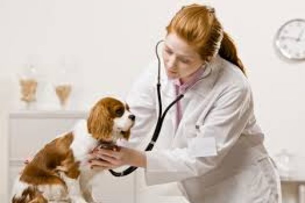 Veterinarul