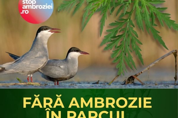 Ambrozia trebuie smulsă acum: apel la voluntari pentru acțiune de curățare în Parcul Natural Văcărești 