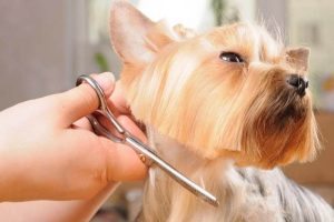 Portal de promovare Saloane si Frizerii Canine